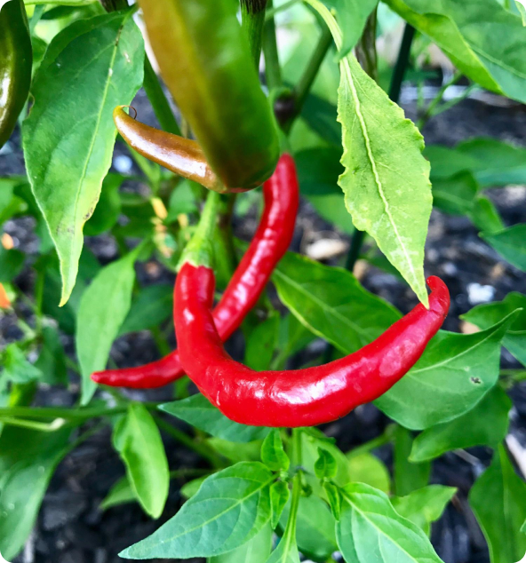 chili-pepper_fourth